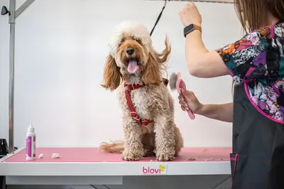 Grooming Studio Zuzanna Przemyska